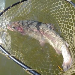 大安トラウトレイク 釣果